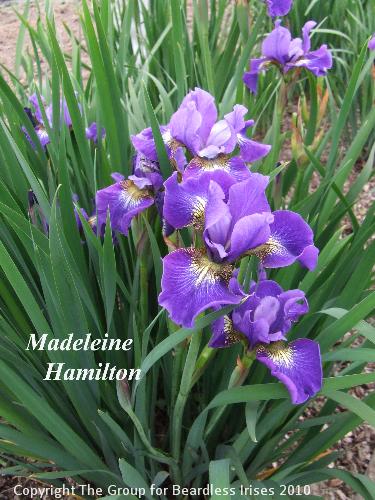 Madeleine Hamilton